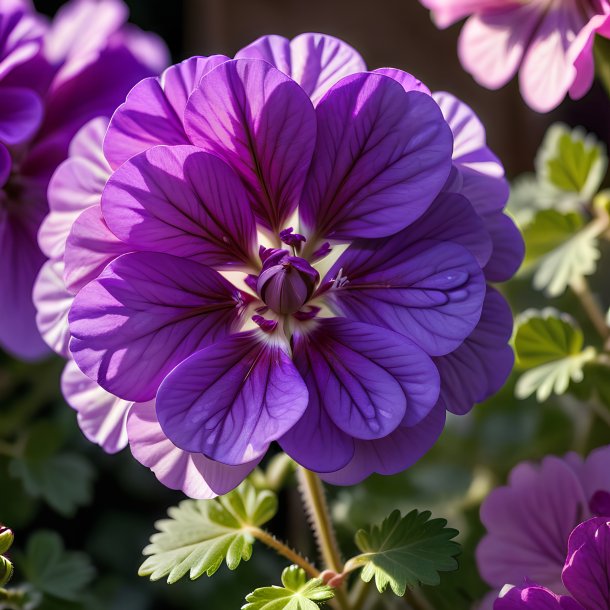 Fotografia de um gerânio roxo, rosa