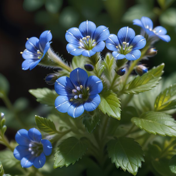Depiction of a blue speedwell
