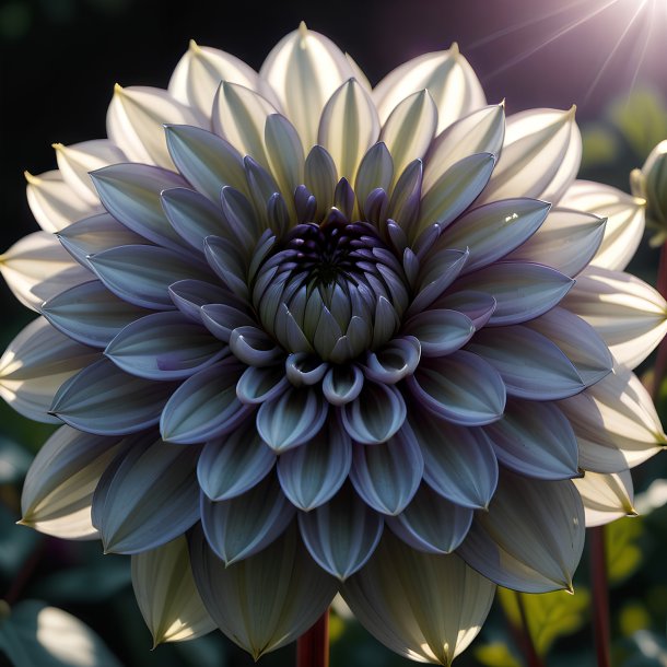 Photographie d'un dahlia gris