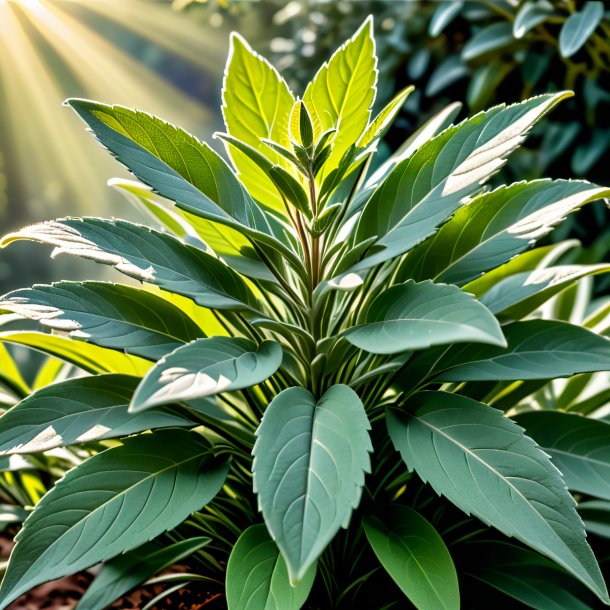 Depiction of a khaki sage