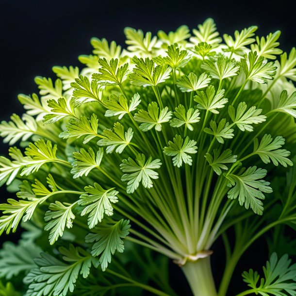 Figure of a ivory parsley