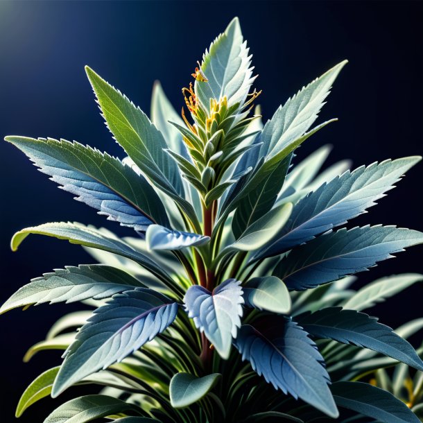 Picture of a navy blue sage