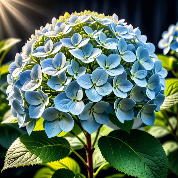 Foto de una hortensia plateada