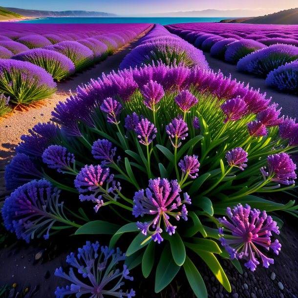 Imagery of a maroon sea lavender