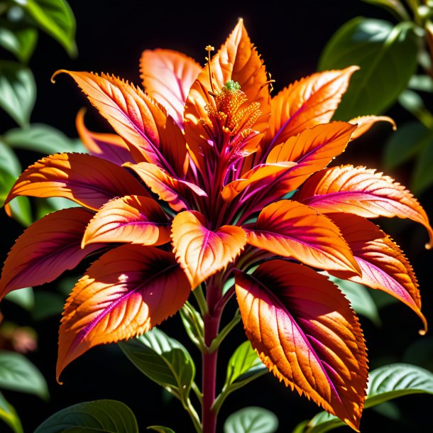 Depicting of a orange amaranth