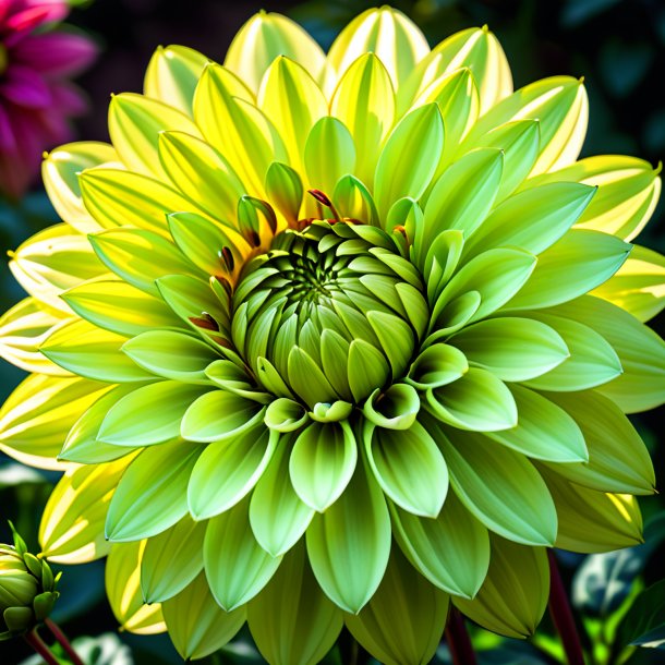 Imagery of a lime dahlia