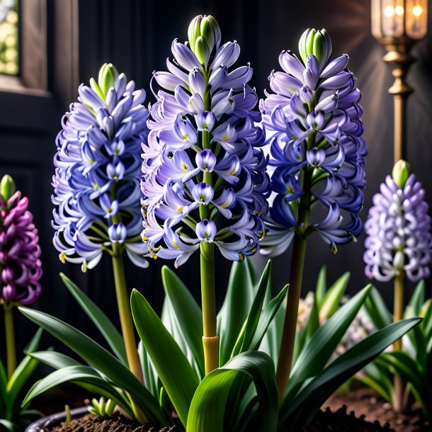 Depiction of a silver hyacinth, wild