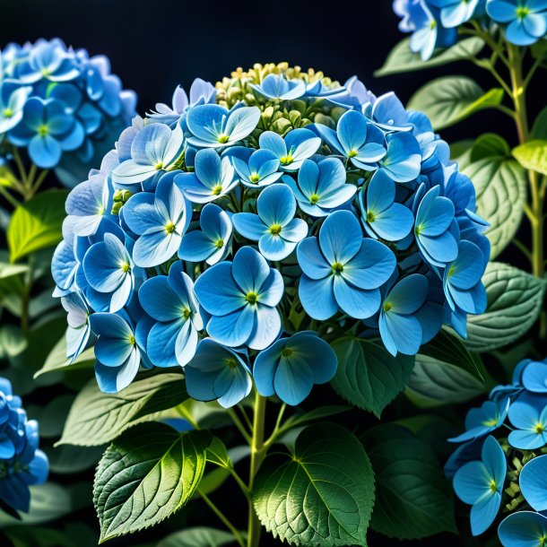 Depicting of a blue hortensia