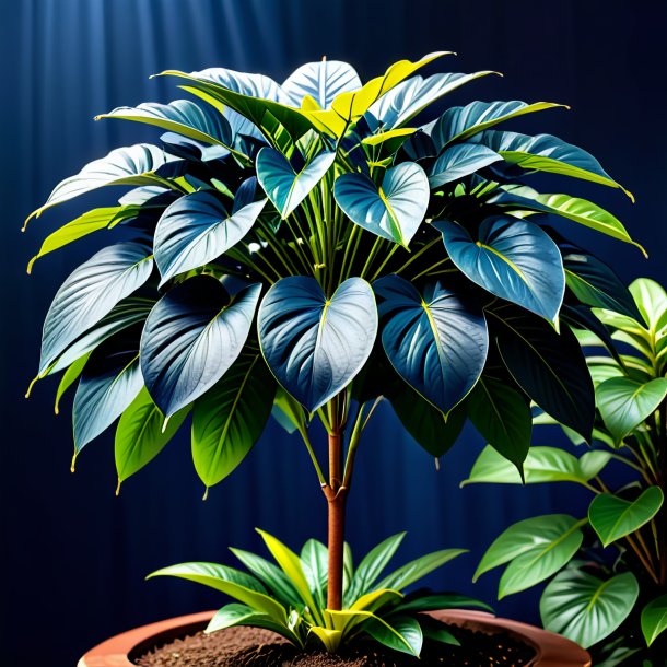 Picture of a navy blue umbrella plant