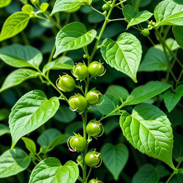 Representación de un guisante verde bryony