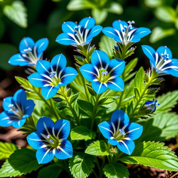 Image of a cyan speedwell