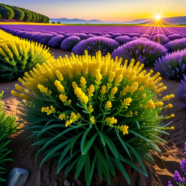 Imagen de una lavanda de mar amarillo