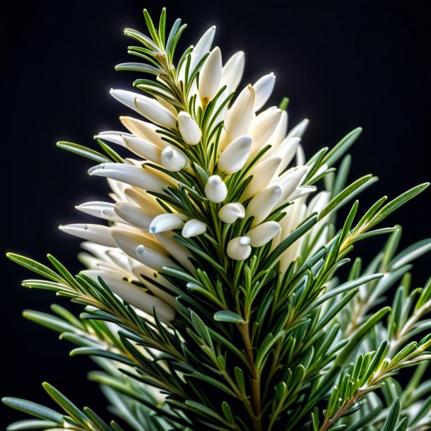 Figure of a ivory rosemary