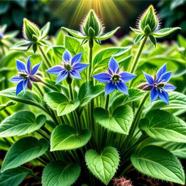 Depiction of a green borage