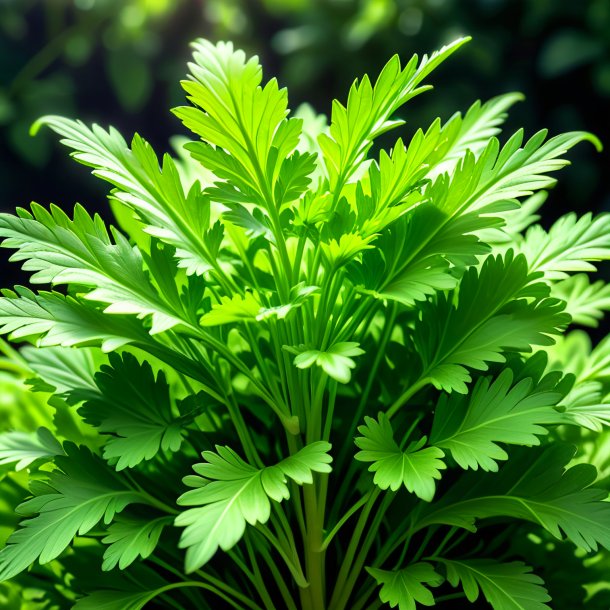 Figure of a green coriander