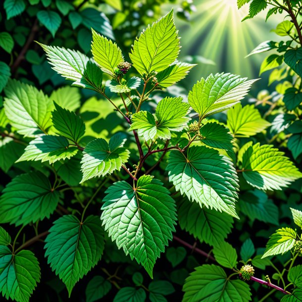 Sketch of a green bramble