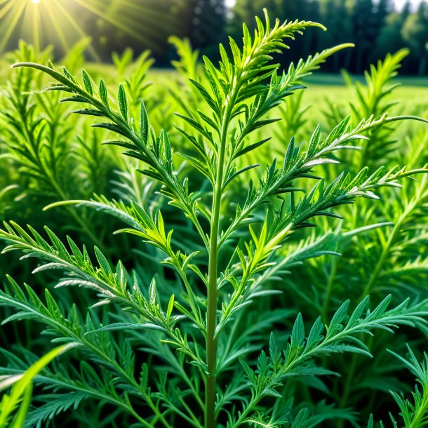 Fotografía de un ajenjo verde guisante