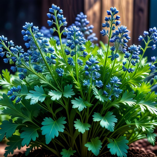 Imagen de un cilantro azul