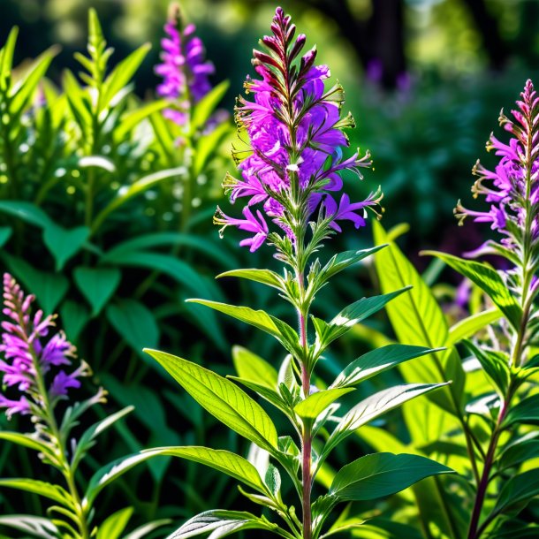 Fotografia de um willowherb verde, roxo