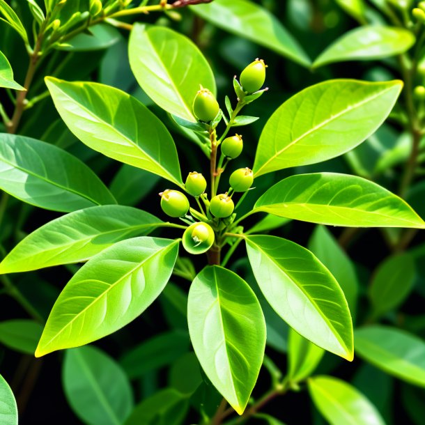 Foto de un mirto verde de guisante