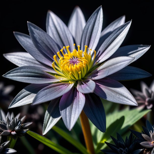 Portrait of a charcoal starwort