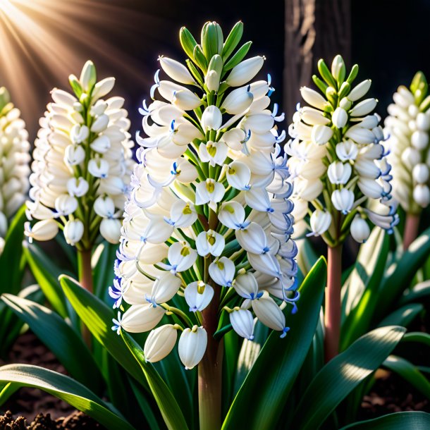 "photo d'une jacinthe blanche, sauvage"