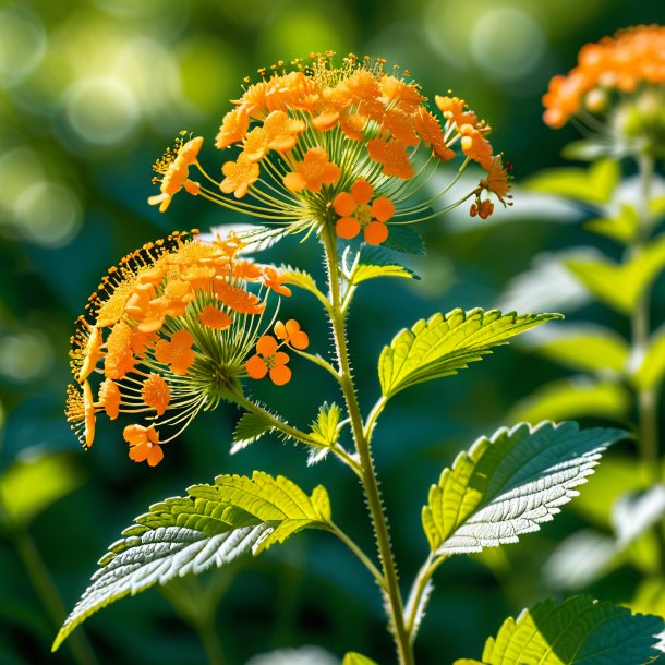 Photography of a orange meadowsweet