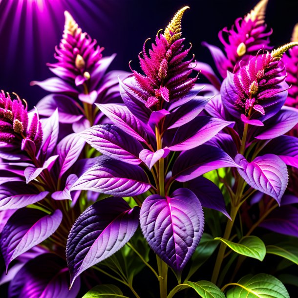 Photo of a purple amaranth