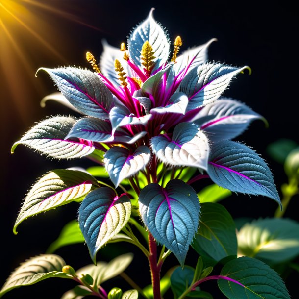 Portrait of a silver amaranth