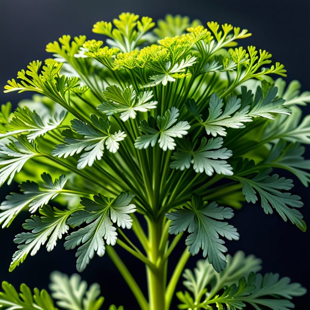 Image of a gray parsley