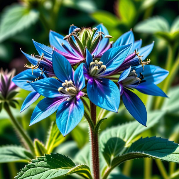 Photography of a teal borage