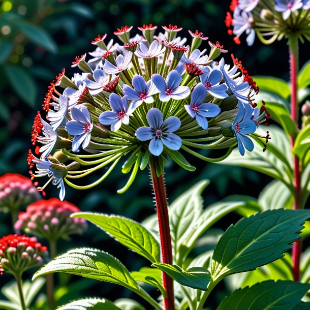 "pic of a gray valerian, red"