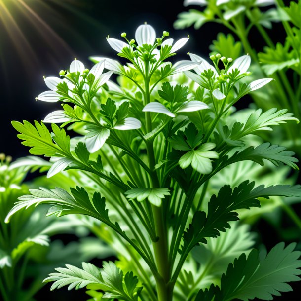 Imagen de un cilantro blanco