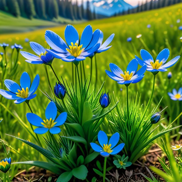 "photographie d'un pied-de-biche d'azur, prairie"