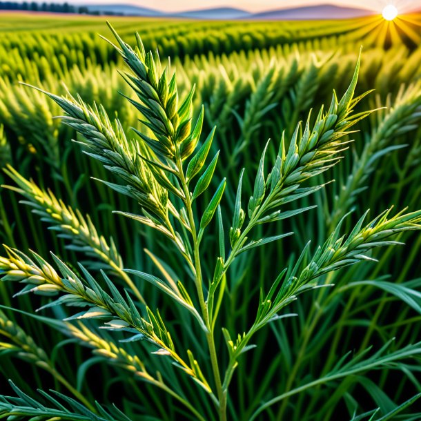 Pic of a wheat wormwood