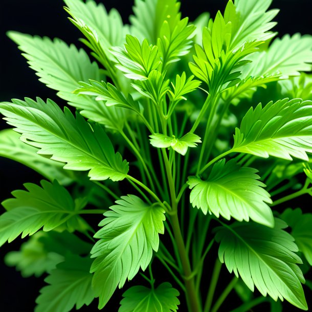 Picture of a green coriander