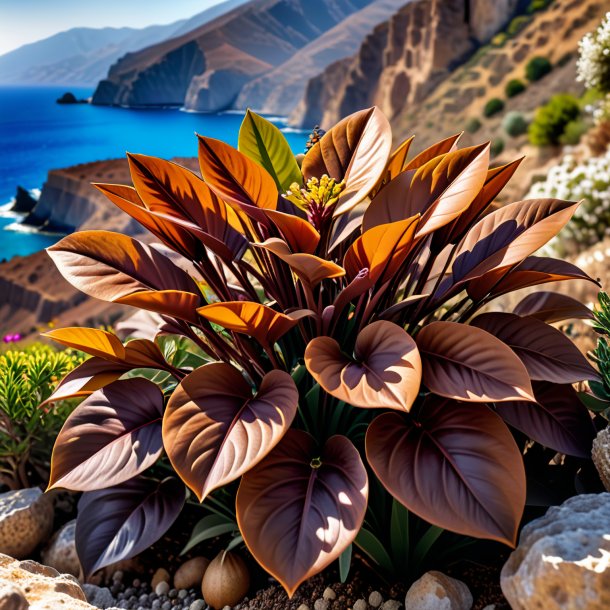 Image d'un dittany brun de crete