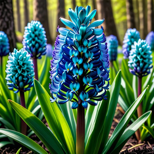 "portrayal of a teal hyacinth, wild"