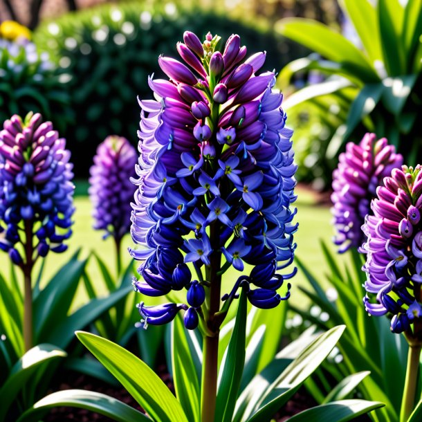 "photography of a plum hyacinth, garden"