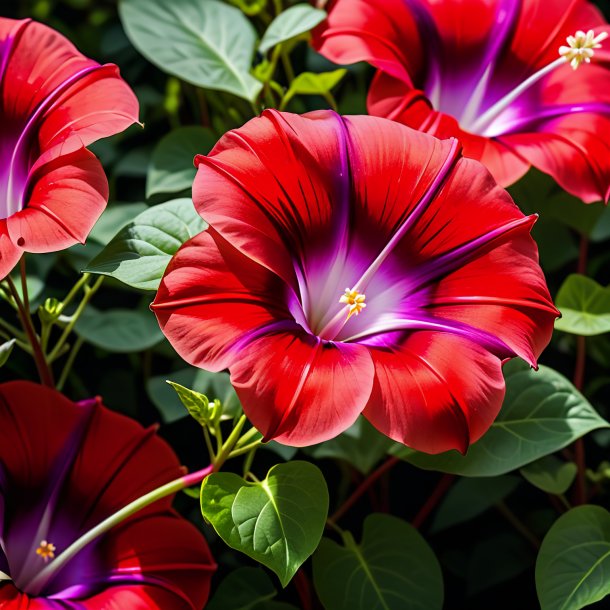 Imágenes de un ipomoea rojo tricolor