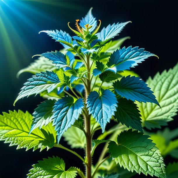 Image of a azure nettle