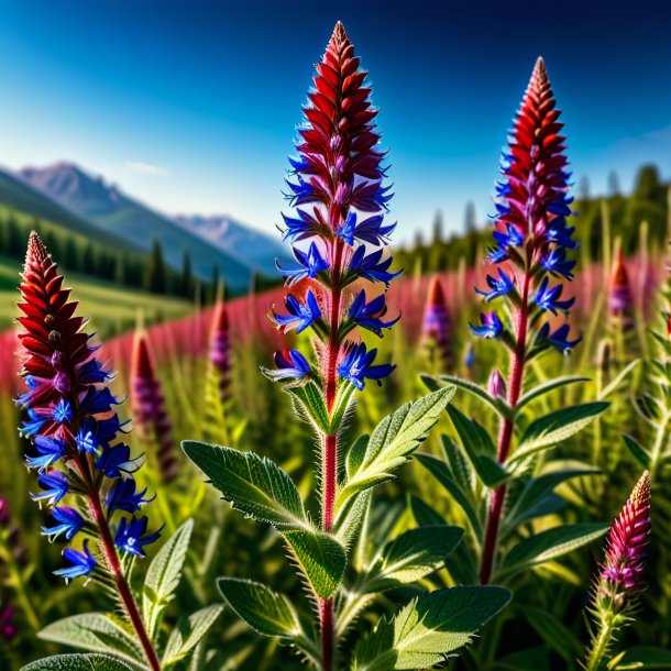 Illustration of a maroon bugloss