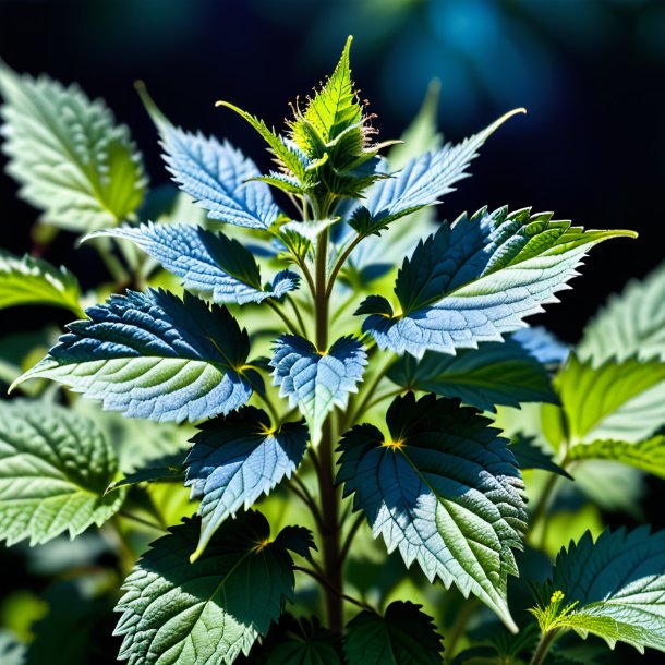 Photography of a blue nettle