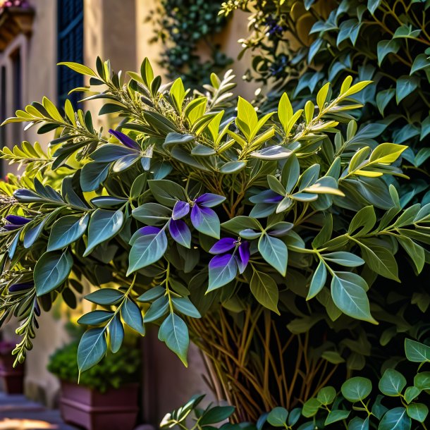 Image of a olive violet ivy