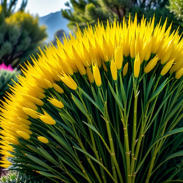 "imagery of a yellow broom, prickly"