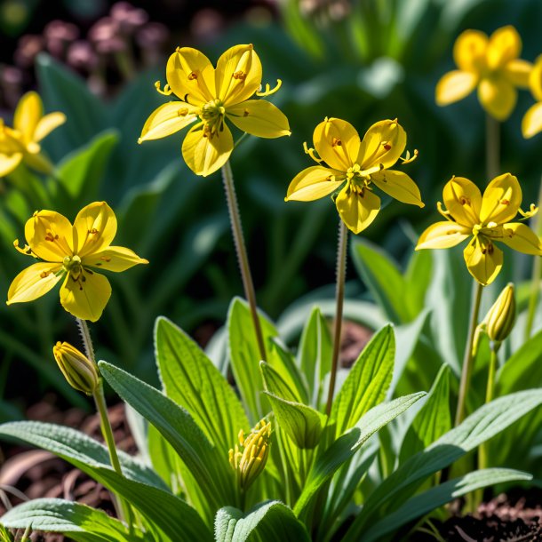 Clipart of a brown virginia cowslip