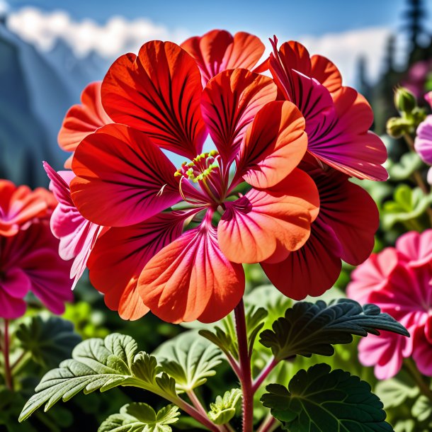 "figure of a coral geranium, rose"