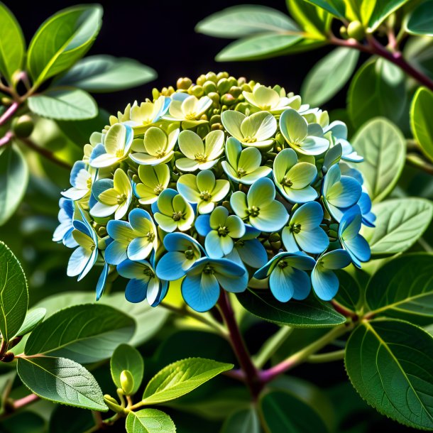 Imagens de uma hortensia de oliveira