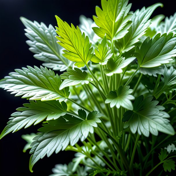 Foto de un cilantro plateado