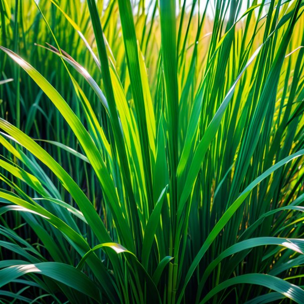 Photography of a green reed